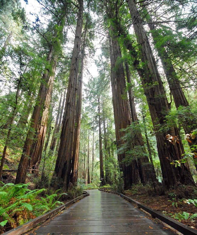 Redwood forest at Muir Woods